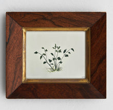 Load image into Gallery viewer, Etude d'une jeune plante