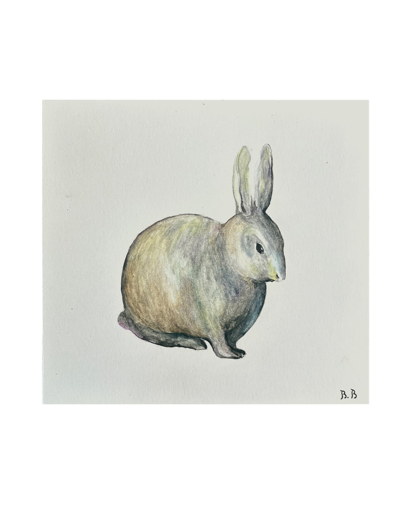 Etude d'un lapin