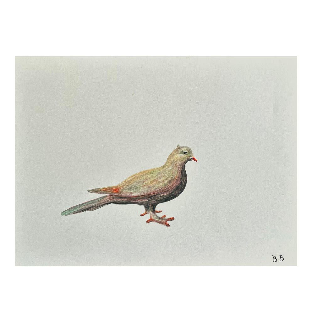 Etude d'un oiseau