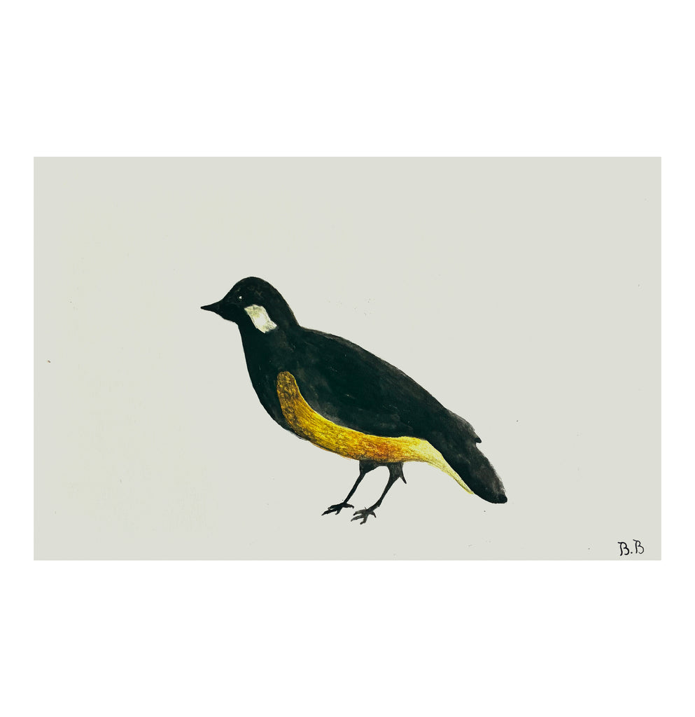 Etude d'un oiseau