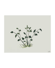 Load image into Gallery viewer, Etude d'une jeune plante